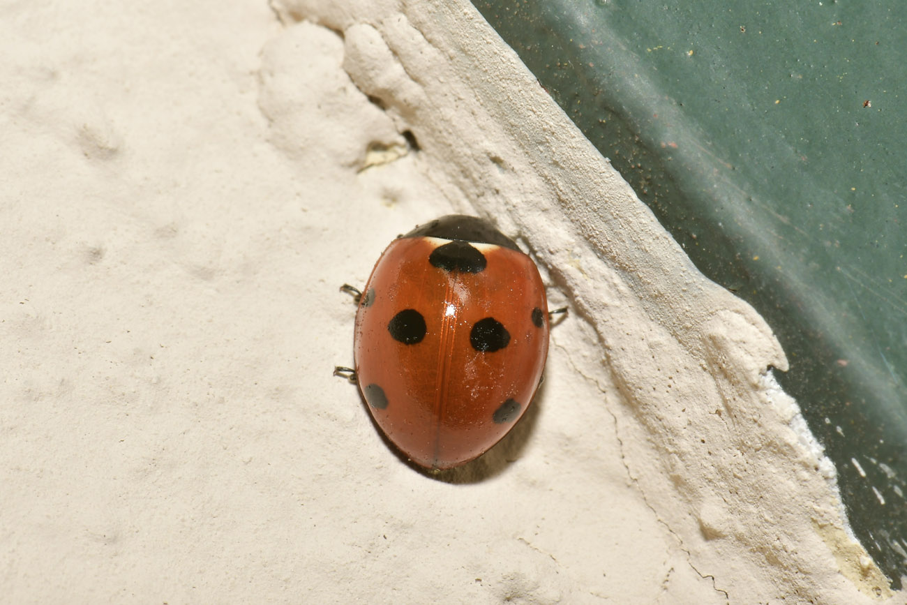 Chioccinella... septempunctata